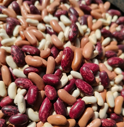 Himalayan Mix Rajma, 750 Gram - Kumwal