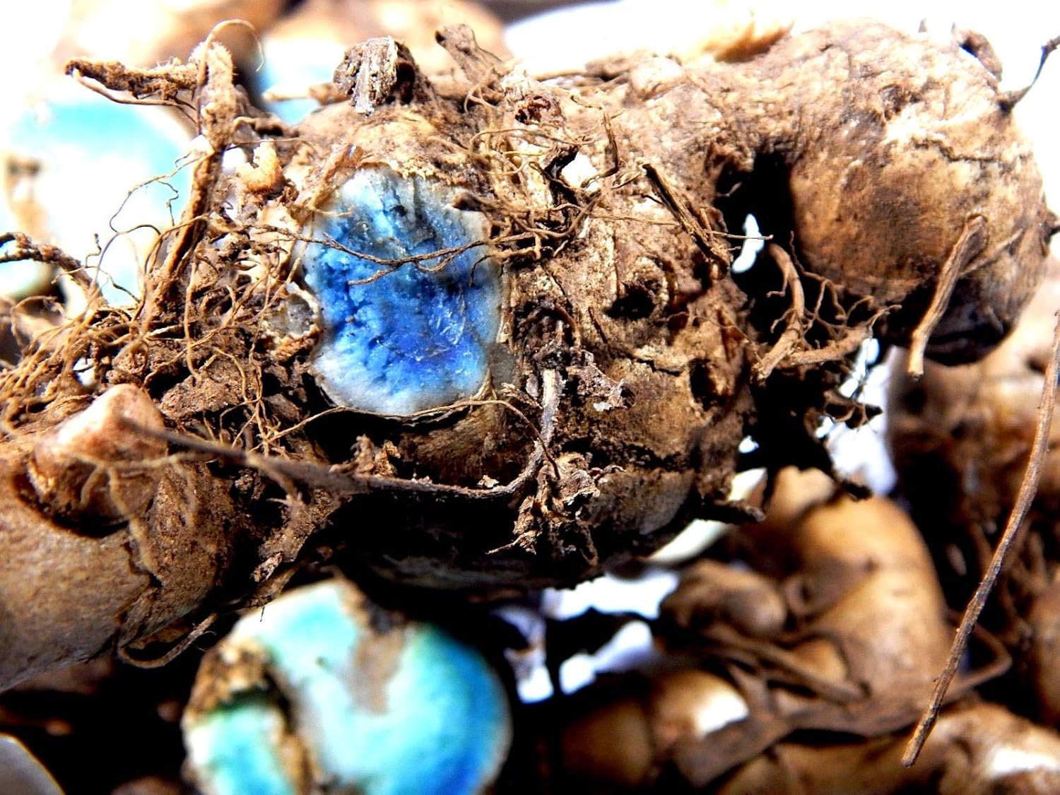 Himalayan Kali Haldi - Natural Black Turmeric Root | Pahadi Kali Haldi | 250 Gram - Kumwal